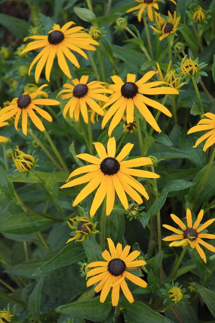 Orange Coneflower (Rudbeckia fulgida)