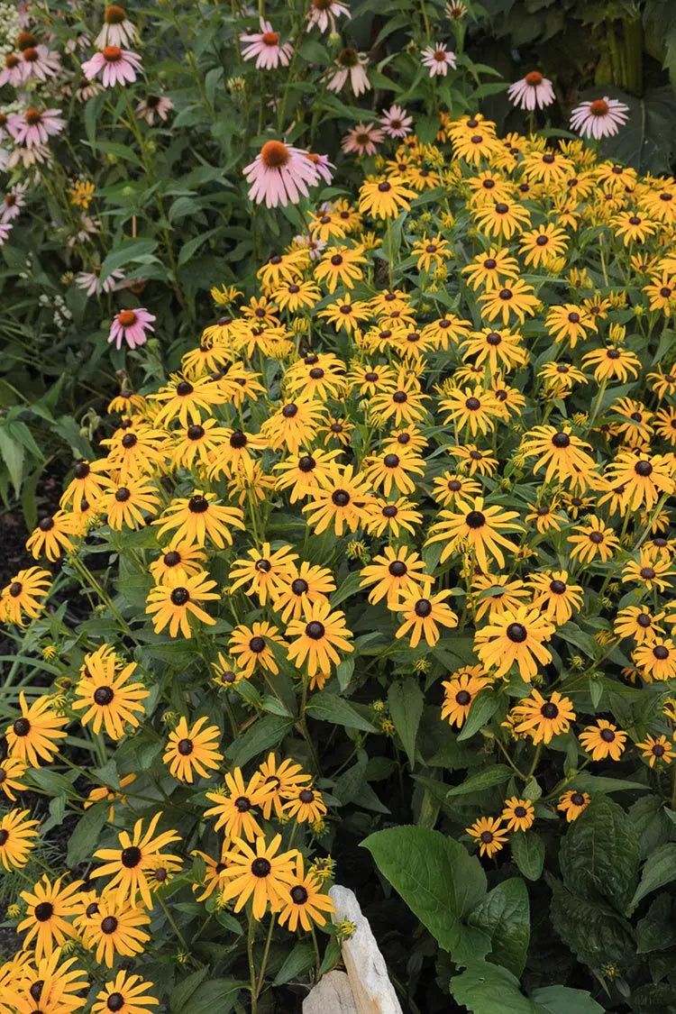 Orange Coneflower (Rudbeckia fulgida)