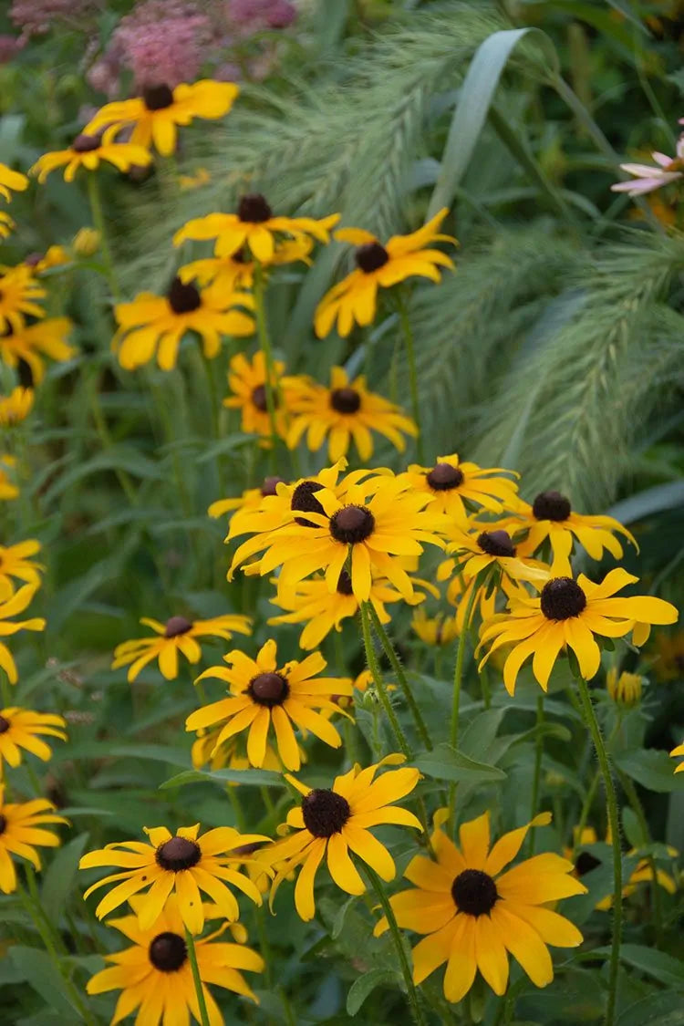 Orange Coneflower (Rudbeckia fulgida)