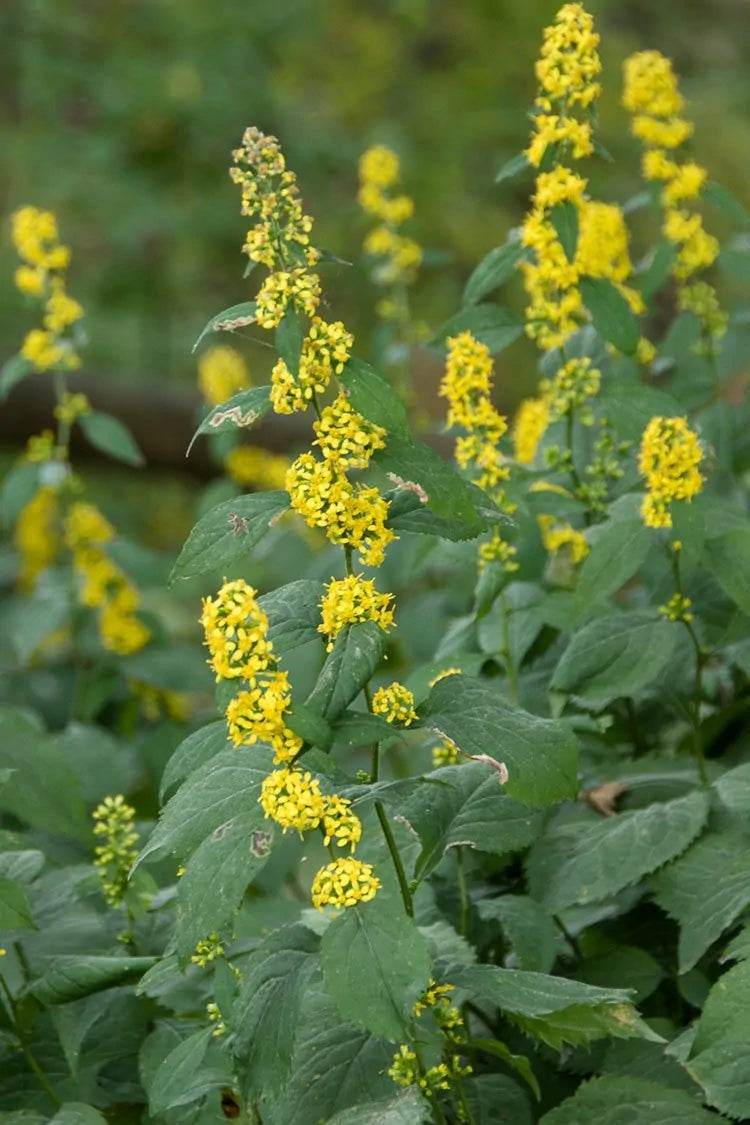 Zig Zag Goldenrod (Solidago flexicaulis)