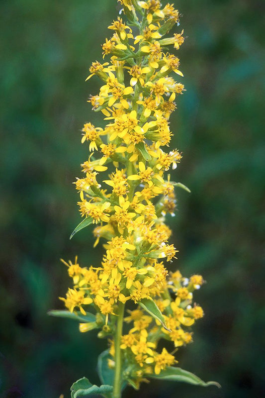 Zig Zag Goldenrod (Solidago flexicaulis)