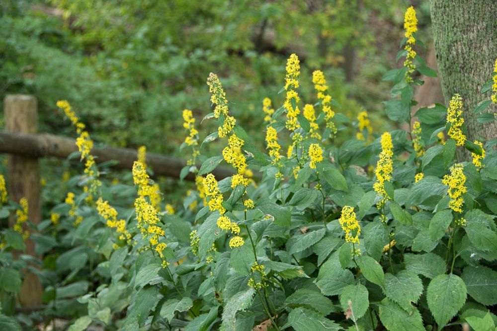 Zig Zag Goldenrod (Solidago flexicaulis)