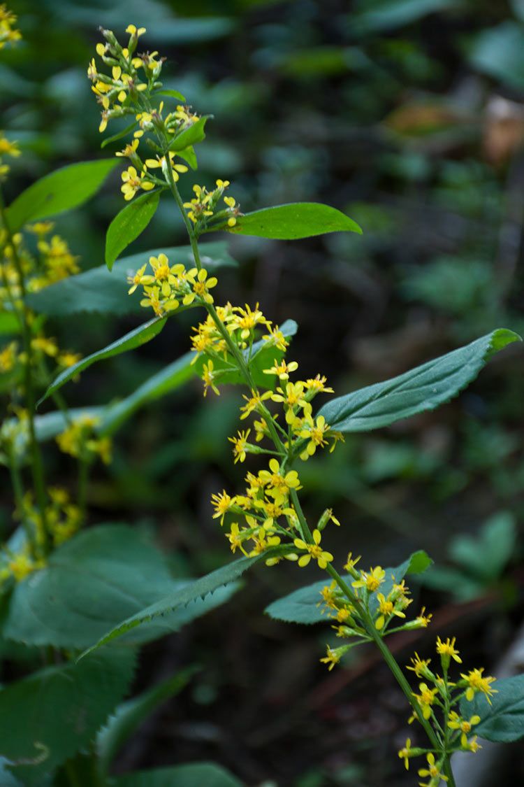 Zig Zag Goldenrod (Solidago flexicaulis)