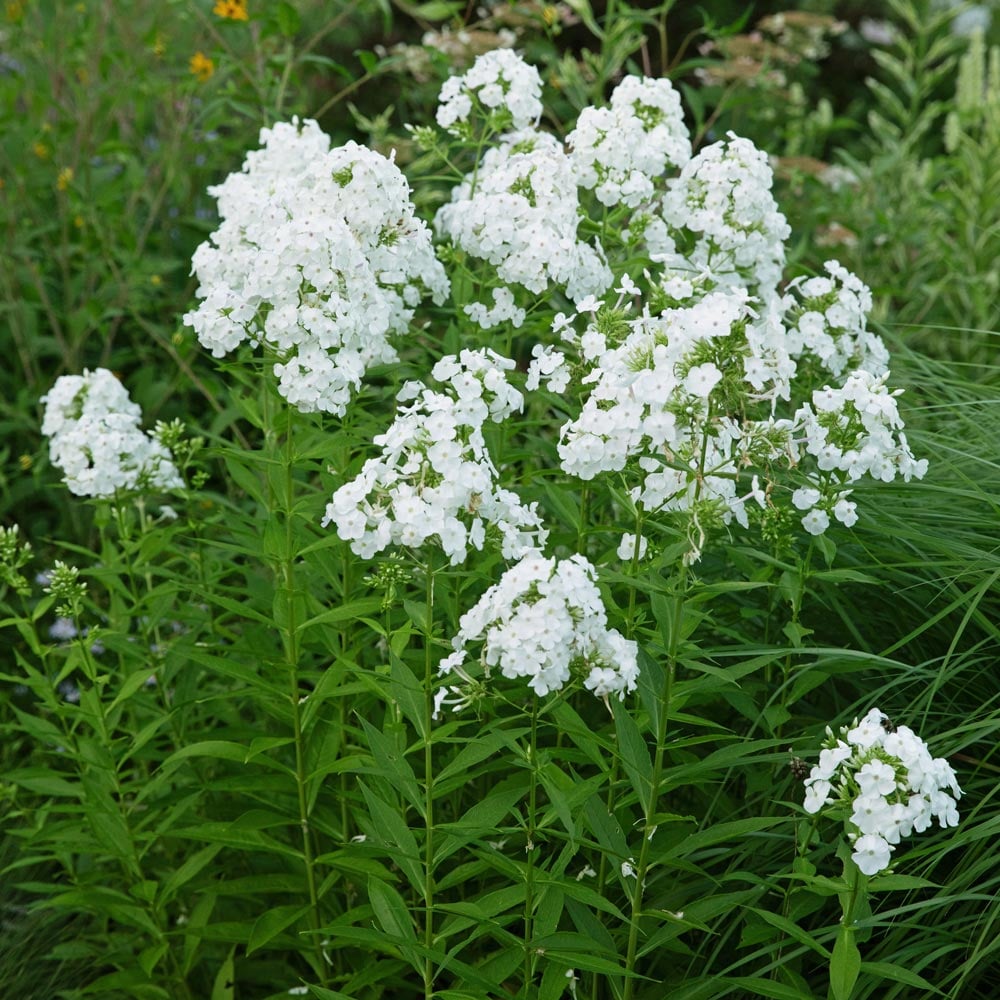 Fall Phlox (Phlox paniculata)