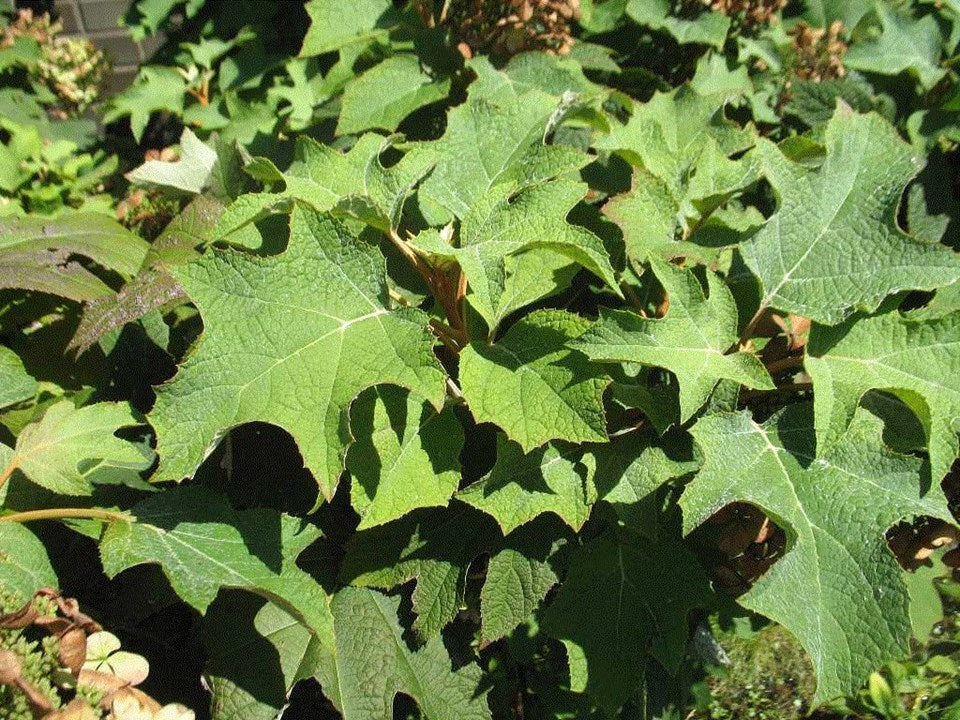 Dwarf Oakleaf Hydrangea (Hydrangea quercifolia 'Pee Wee')