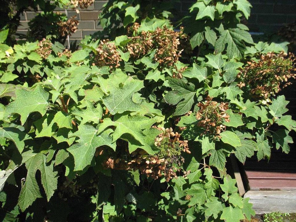 Dwarf Oakleaf Hydrangea (Hydrangea quercifolia 'Pee Wee')