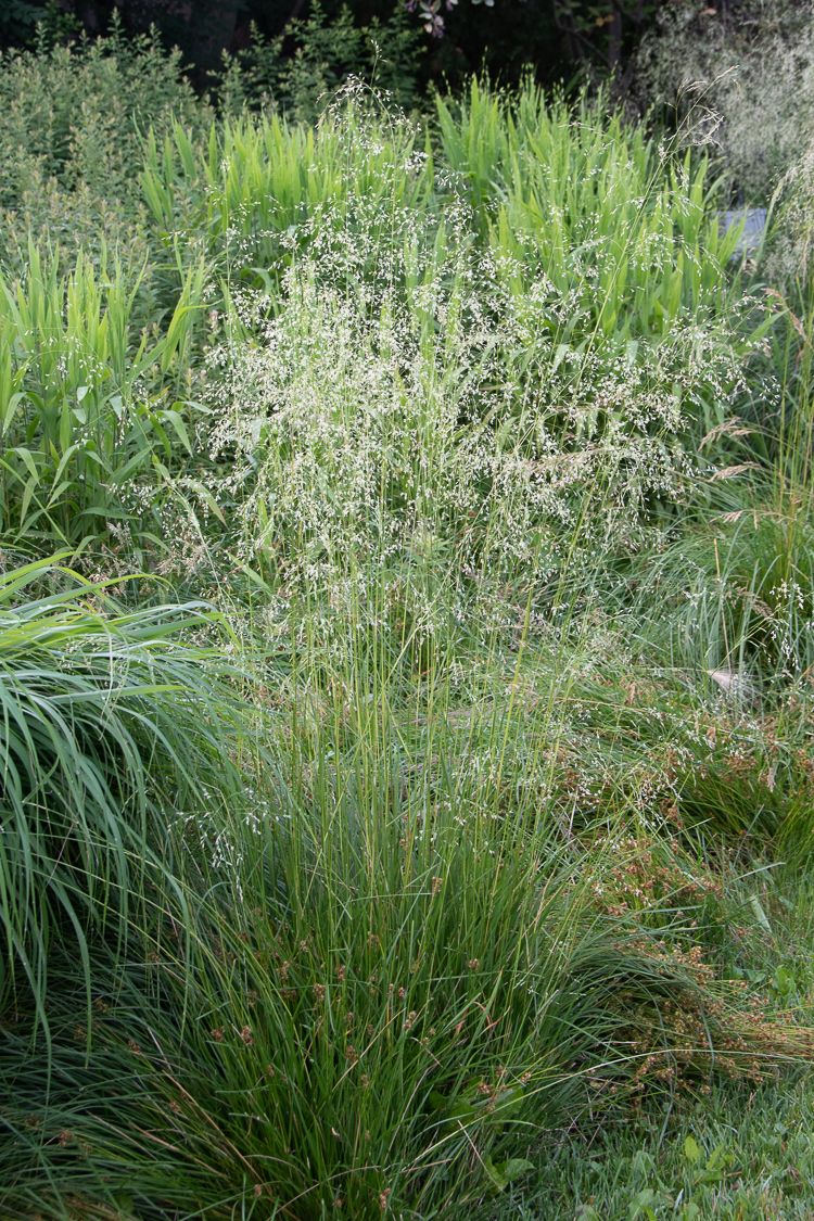 Tufted Hairgrass (Deschampsia cespitosa)