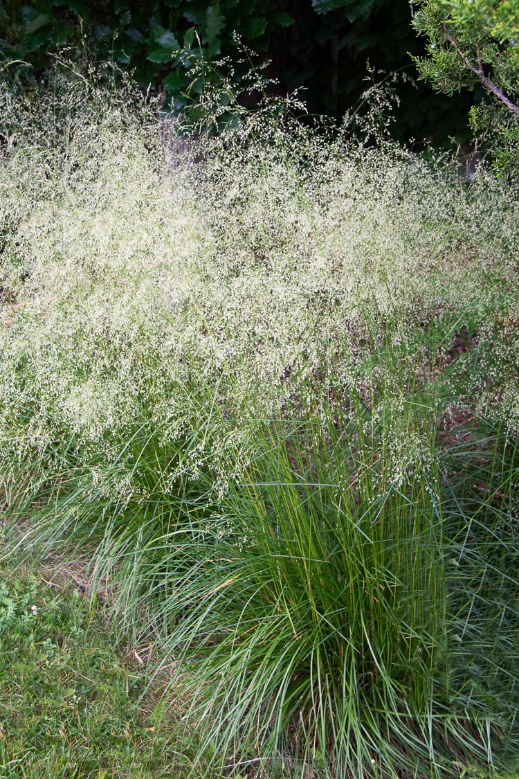 Tufted Hairgrass (Deschampsia cespitosa)