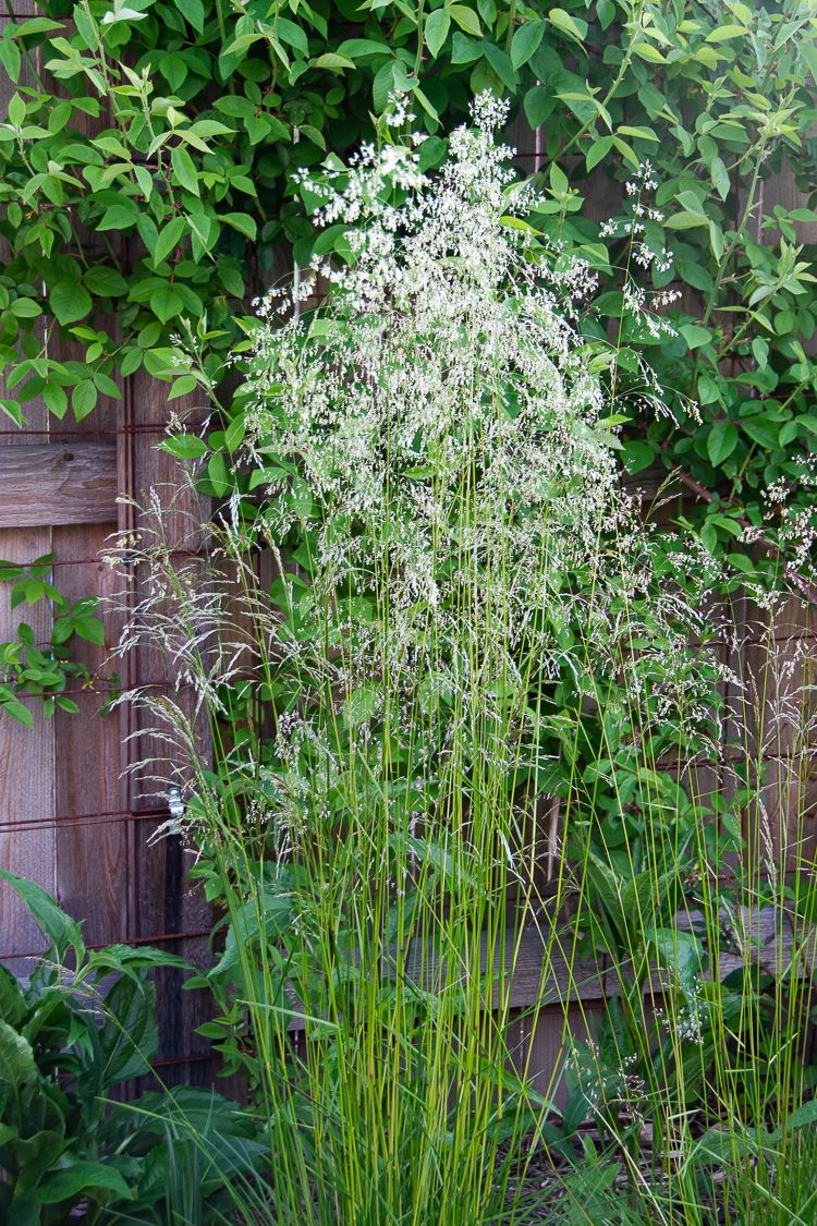 Tufted Hairgrass (Deschampsia cespitosa)