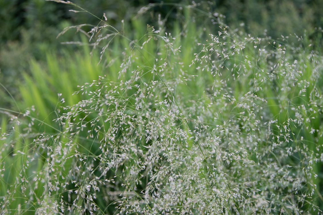 Tufted Hairgrass (Deschampsia cespitosa)