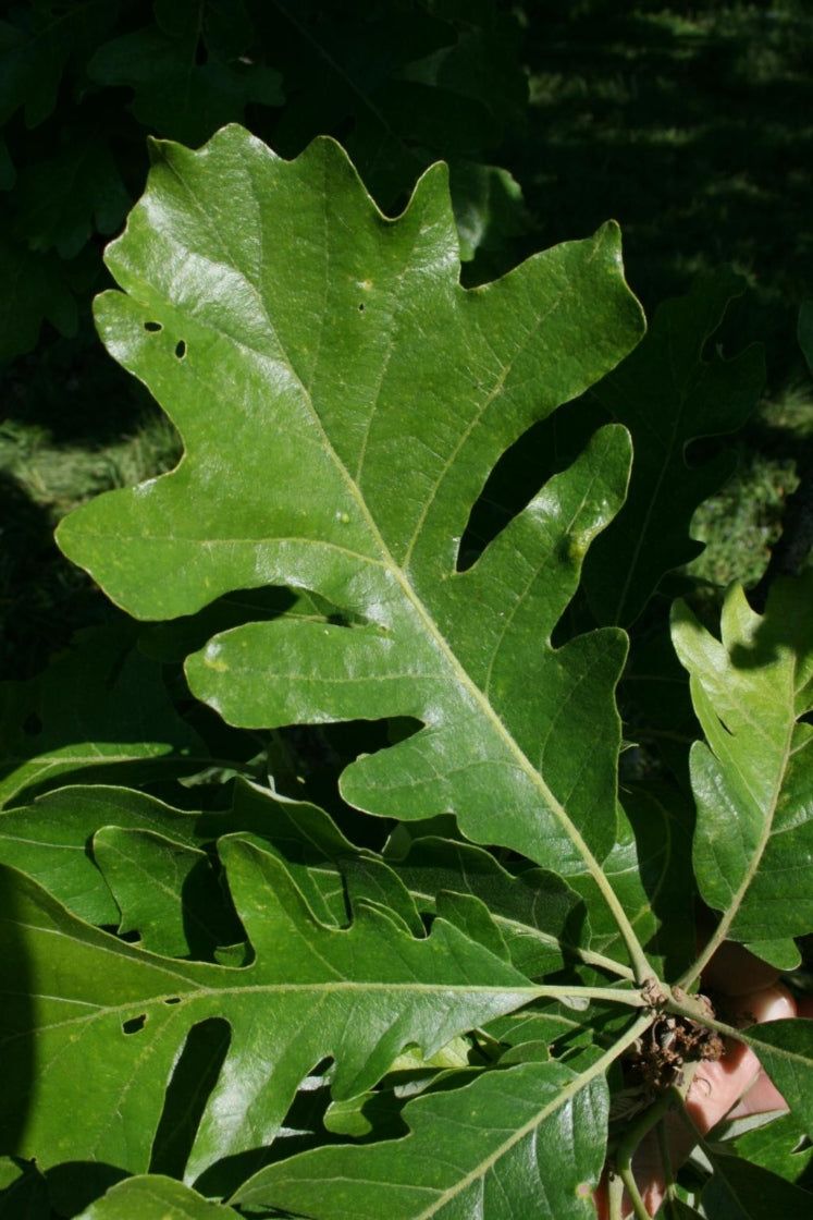 Bur Oak (Quercus macrocarpa)