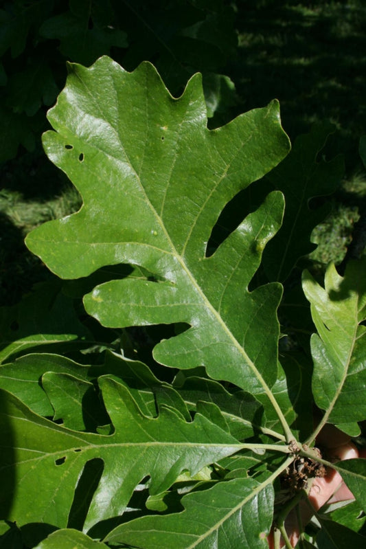 Bur Oak (Quercus macrocarpa)
