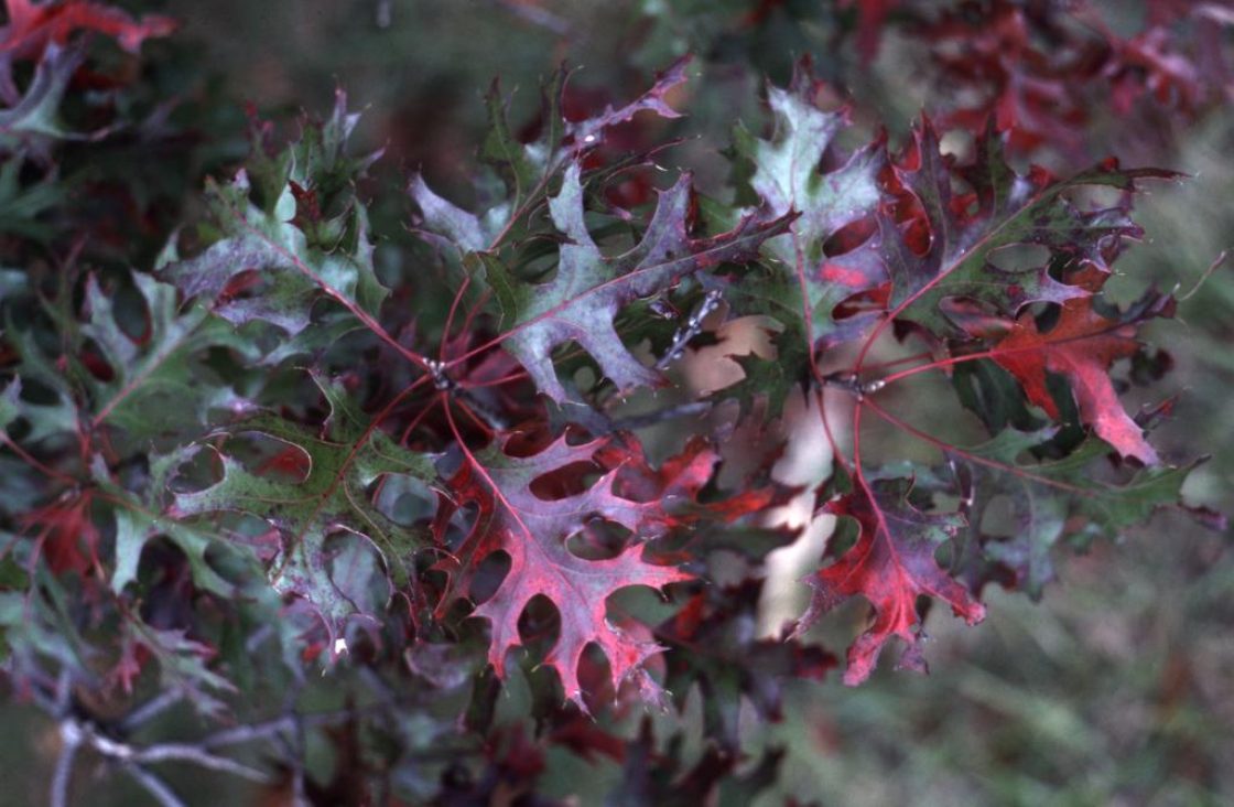 Scarlet Oak (Quercus coccinea)