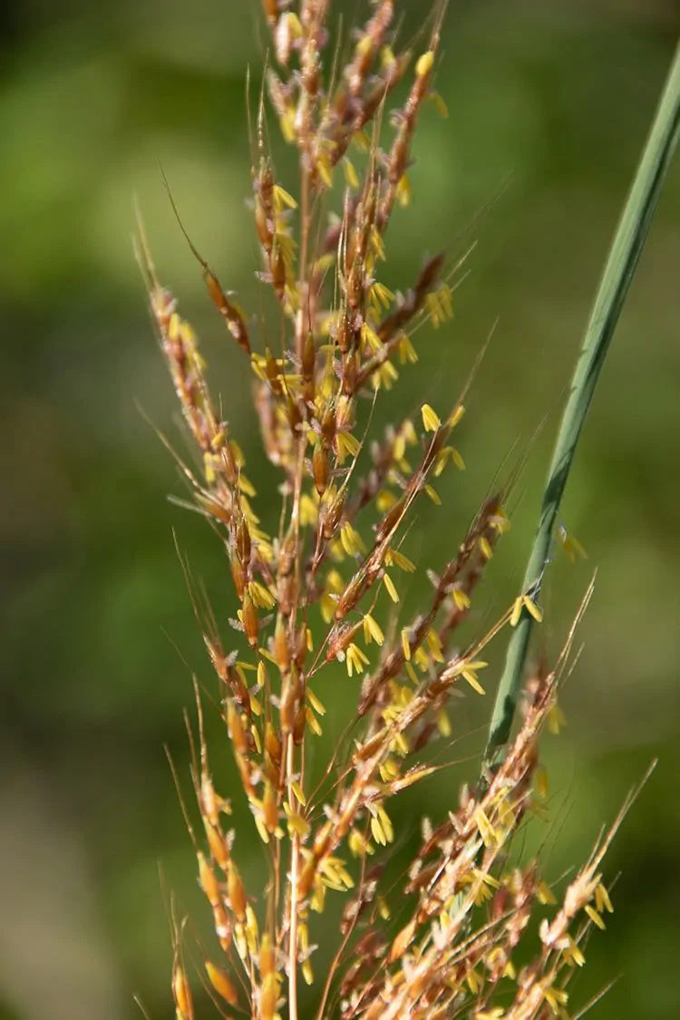 Indiangrass (Sorghastrum nutans)