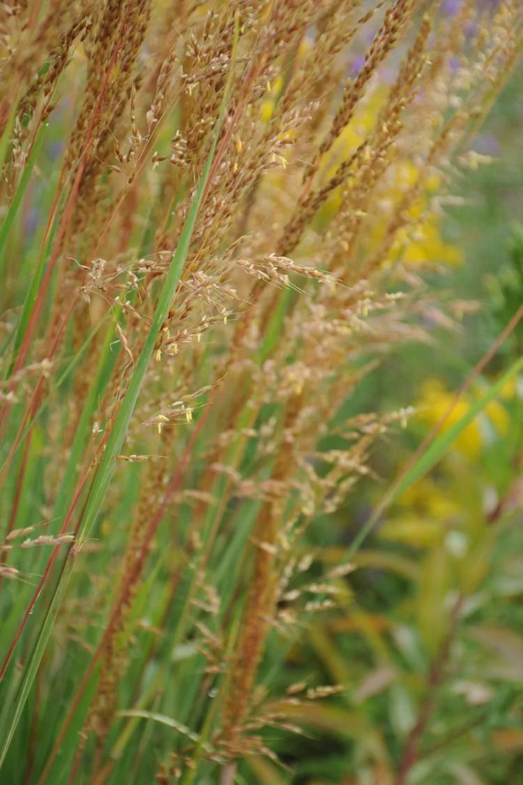 Indiangrass (Sorghastrum nutans)