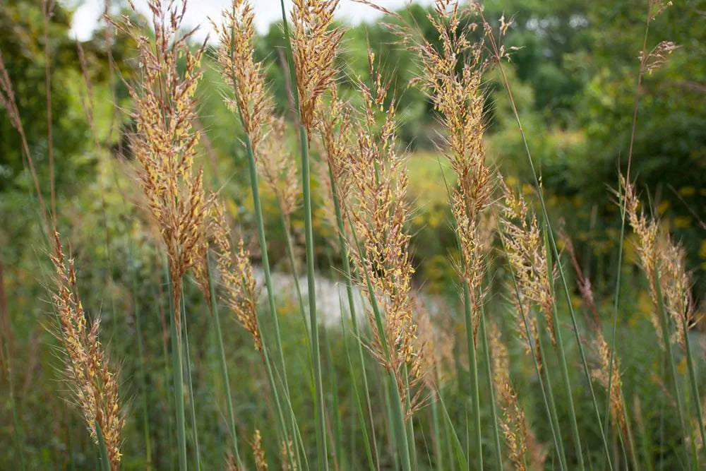 Indiangrass (Sorghastrum nutans)