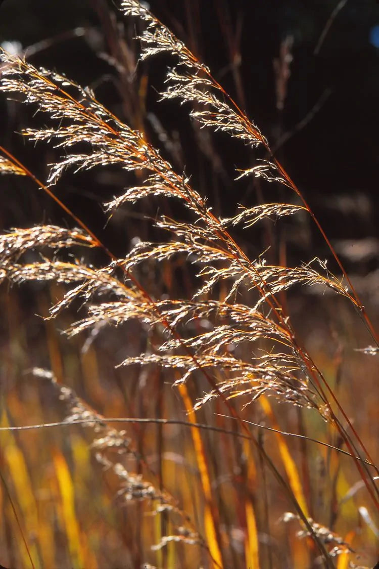 Indiangrass (Sorghastrum nutans)