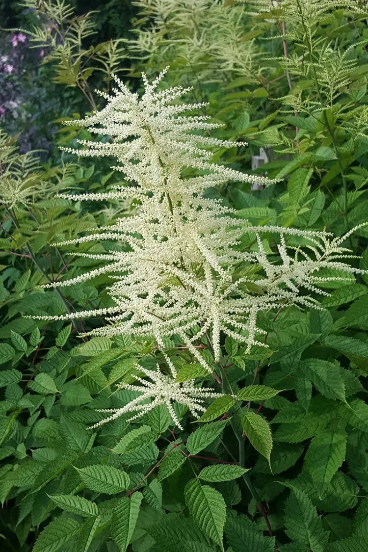 Goat's Beard (Aruncus dioicus)