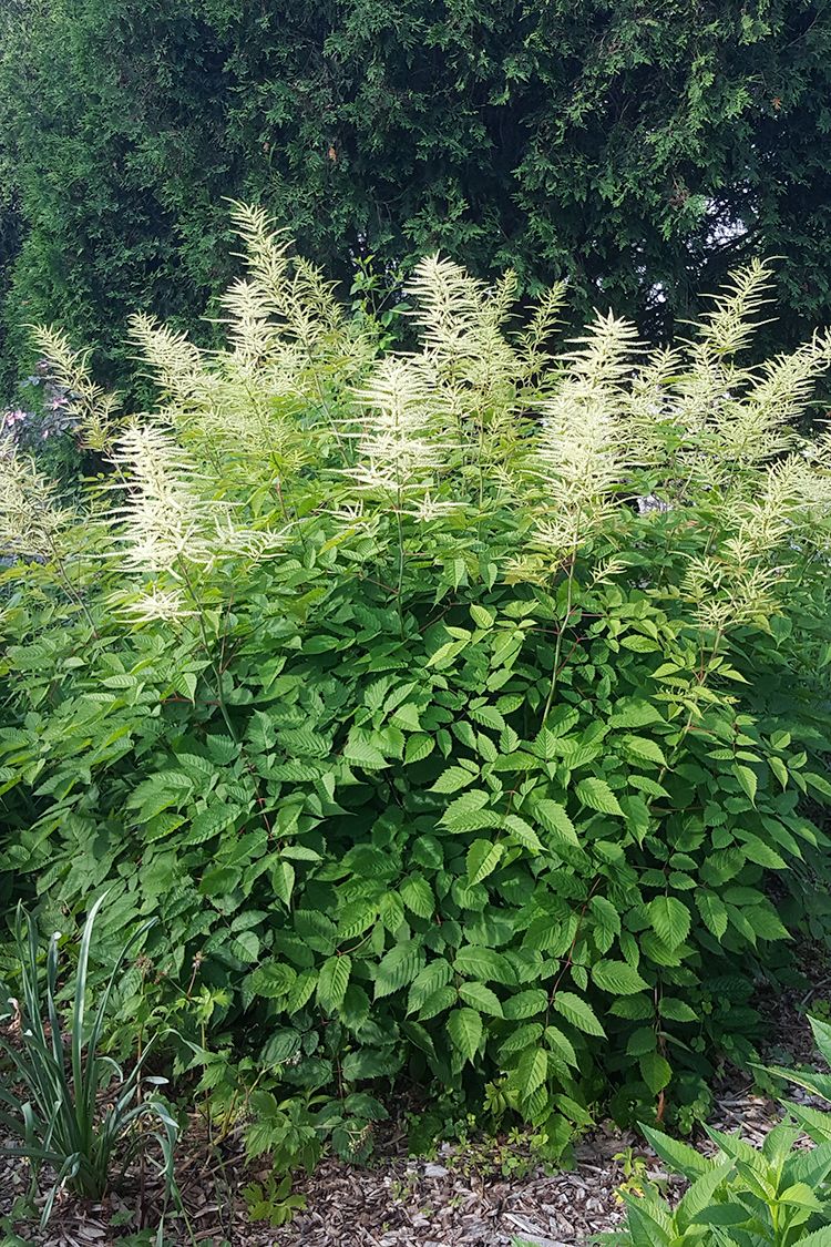 Goat's Beard (Aruncus dioicus)