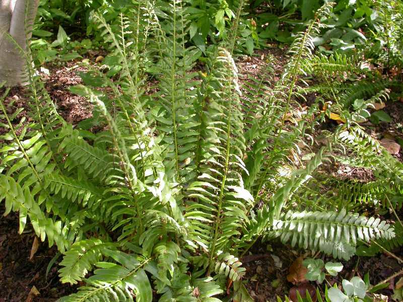 Christmas Fern (Polystichum acrostichoides)
