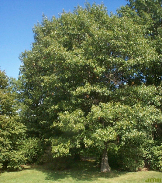 Scarlet Oak (Quercus coccinea)