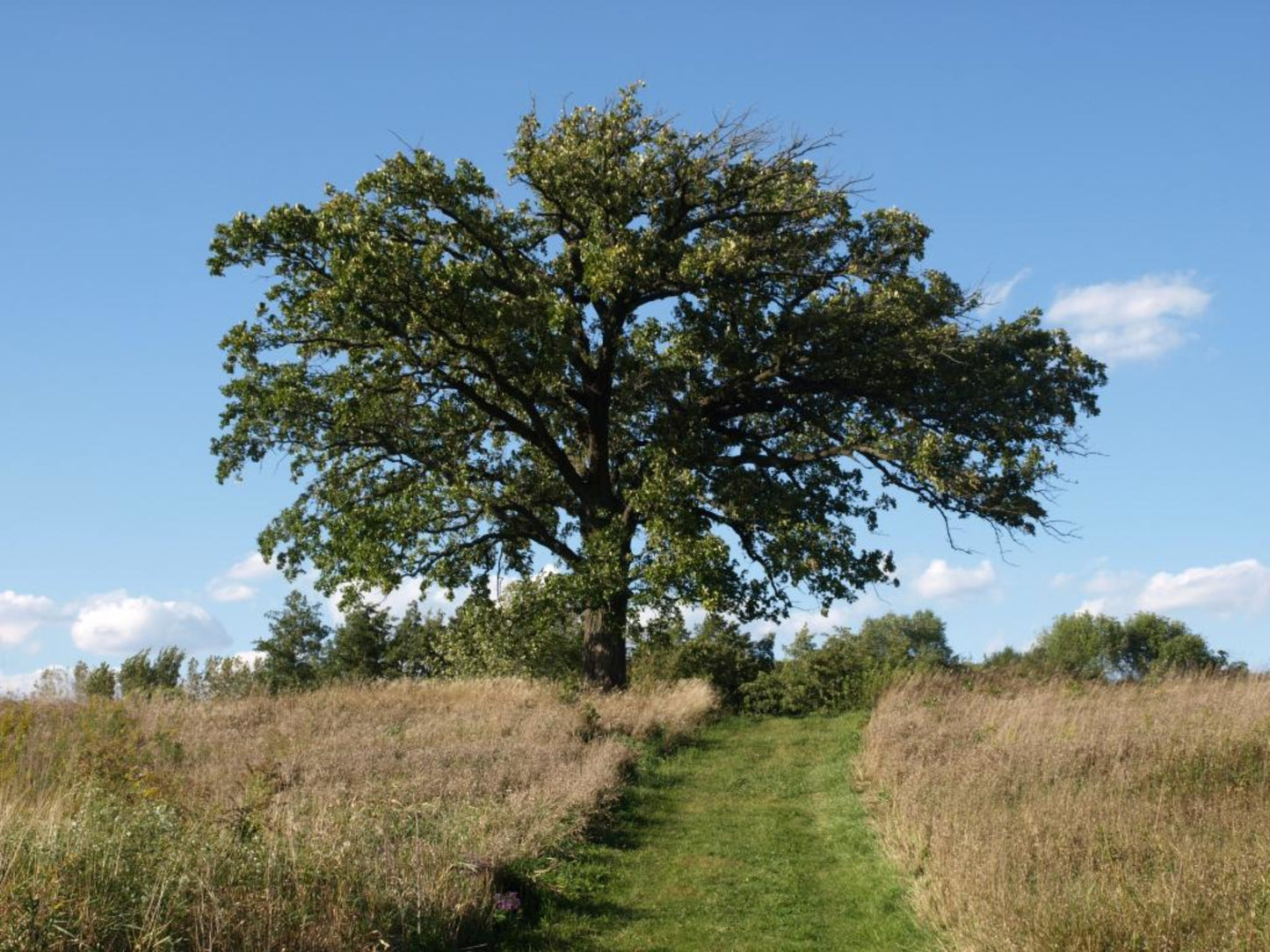 Bur Oak (Quercus macrocarpa)