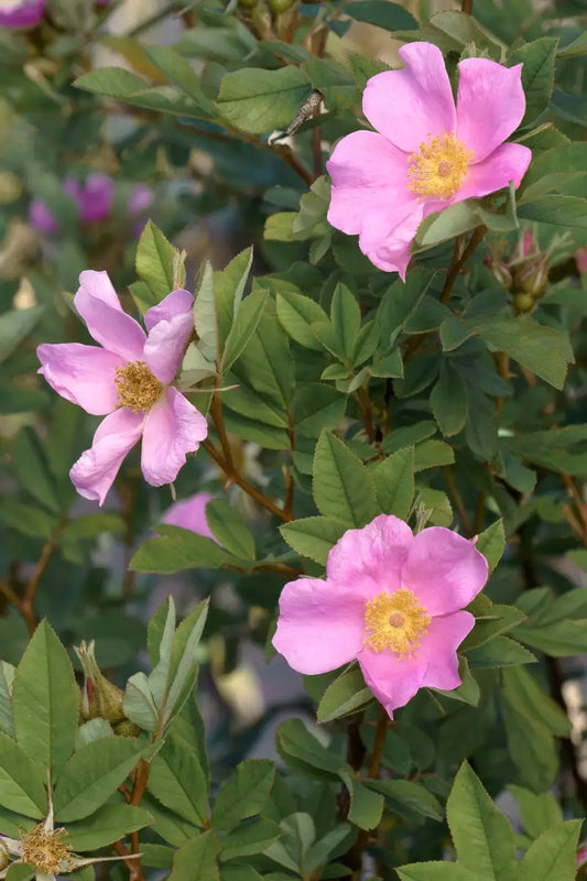 Virginia Rose (Rosa virginiana)