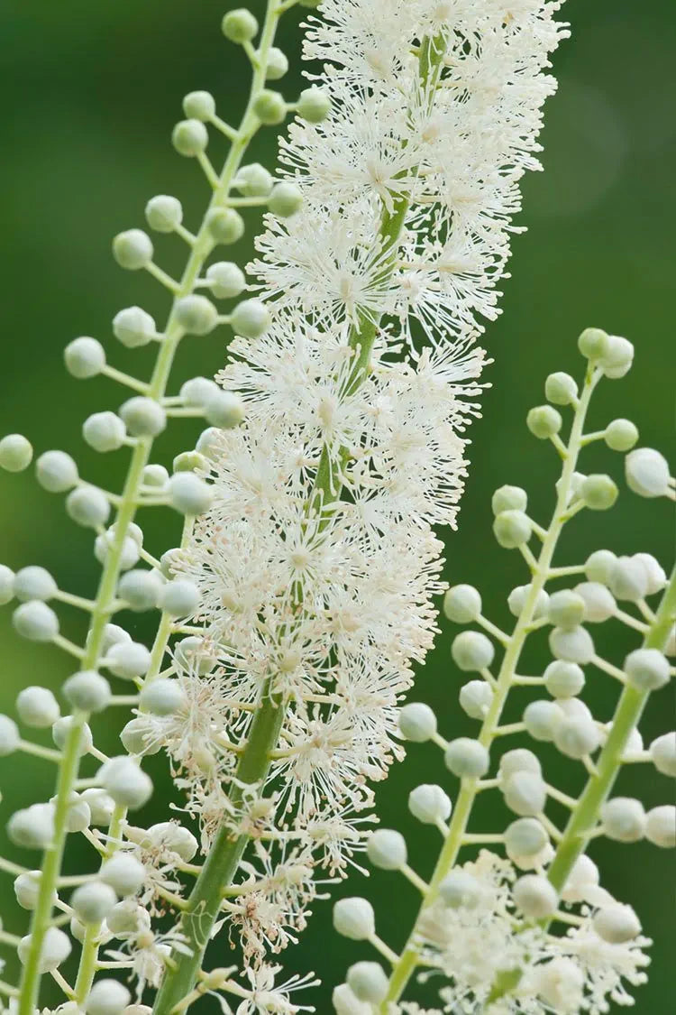 Black Cohosh (Actaea racemosa)