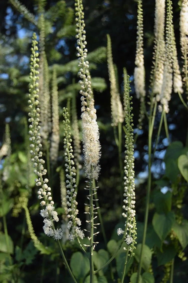 Black Cohosh (Actaea racemosa)