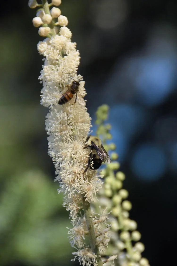 Black Cohosh (Actaea racemosa)