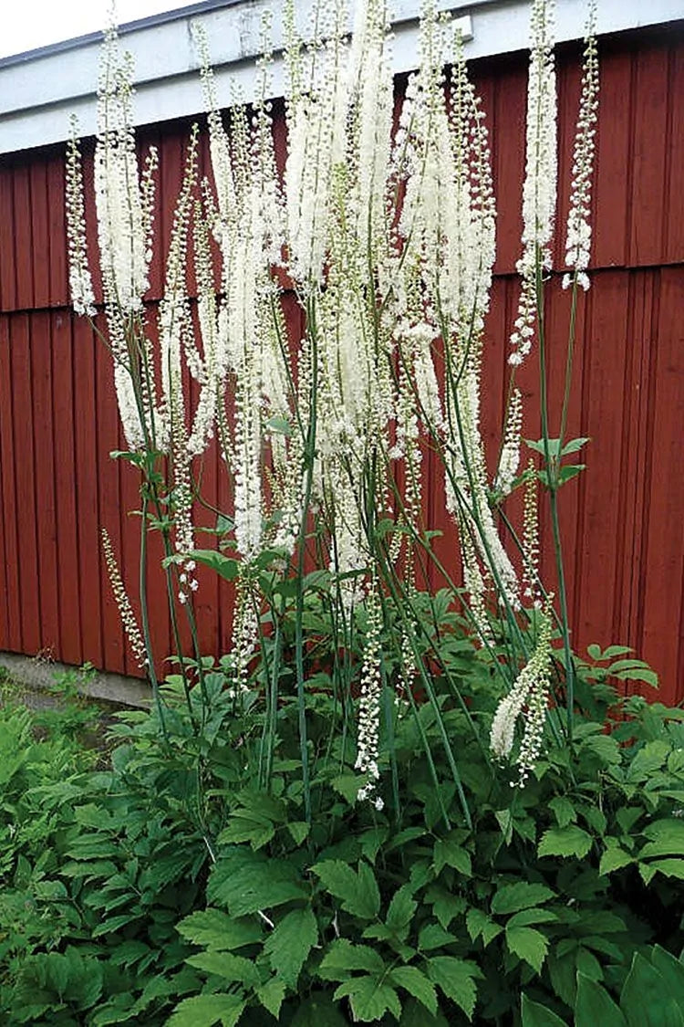 Black Cohosh (Actaea racemosa)