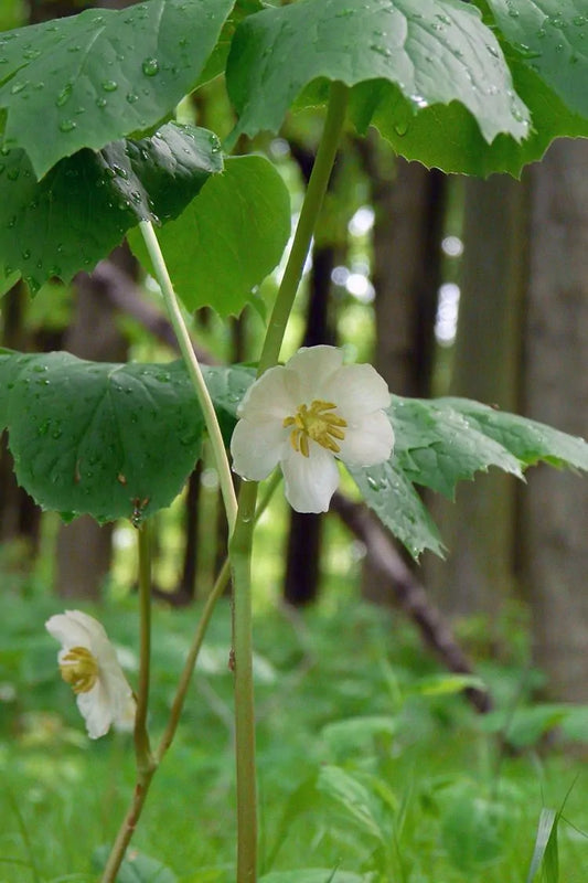 Mayapple (Podophyllum peltatum)