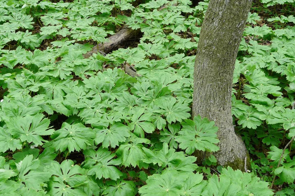 Mayapple (Podophyllum peltatum)