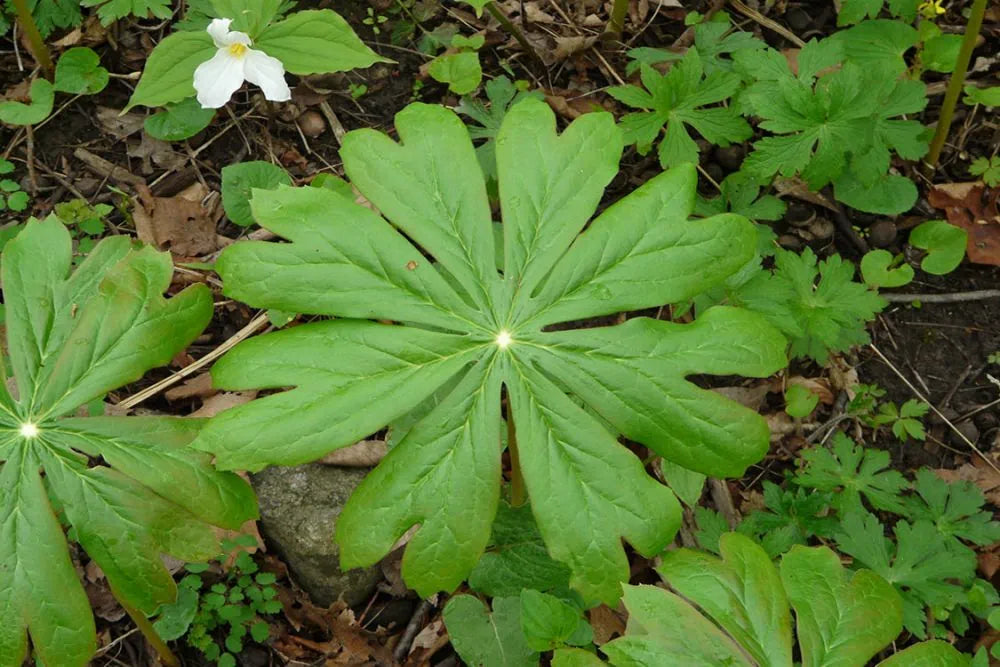 Mayapple (Podophyllum peltatum)