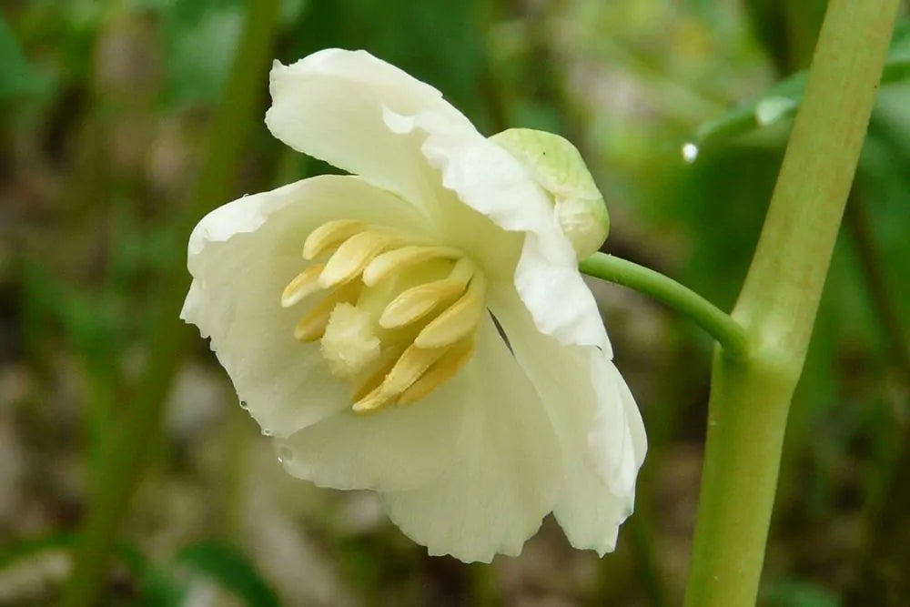 Mayapple (Podophyllum peltatum)