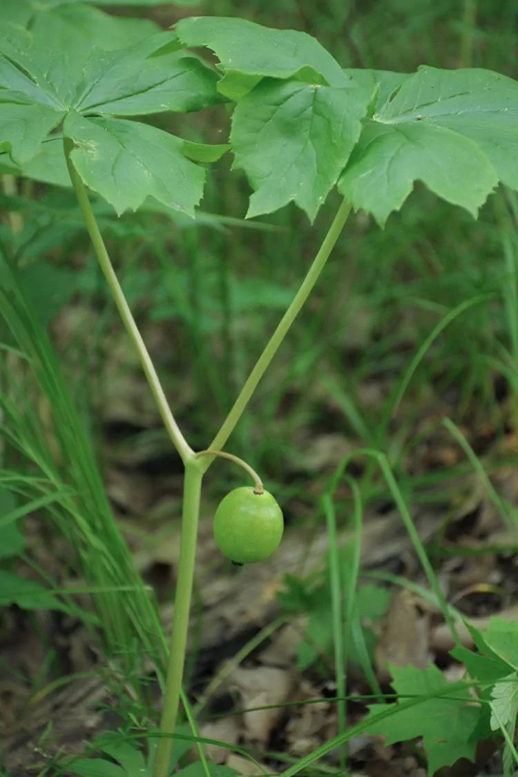 Mayapple (Podophyllum peltatum)