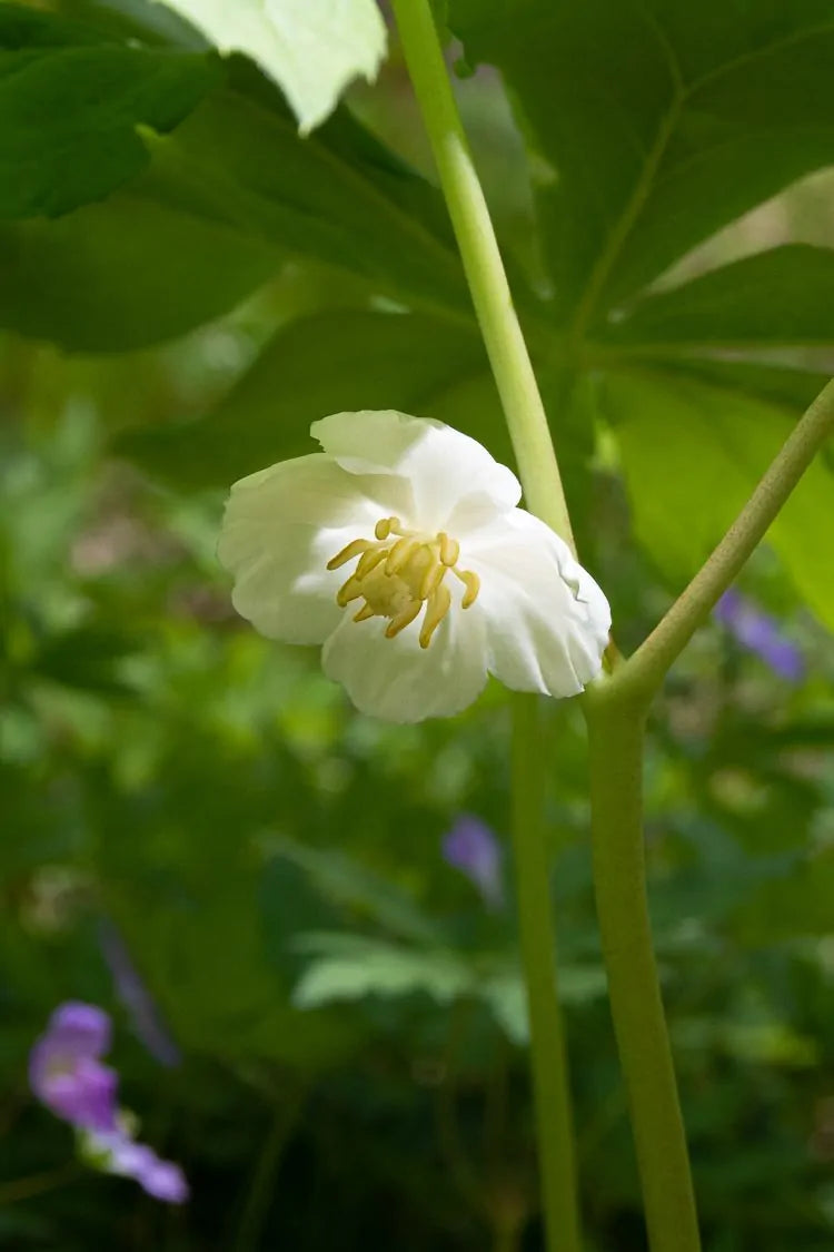 Mayapple (Podophyllum peltatum)