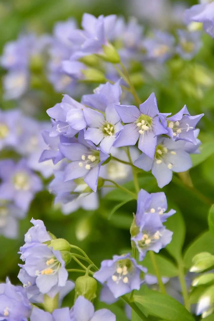 Jacob's Ladder (Polemonium reptans)