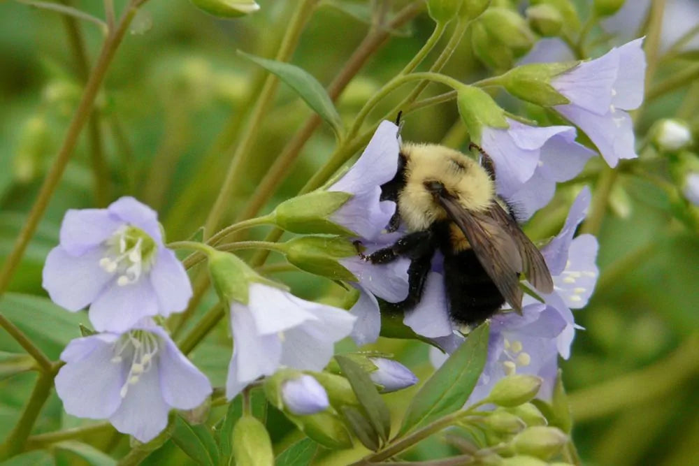 Jacob's Ladder (Polemonium reptans)