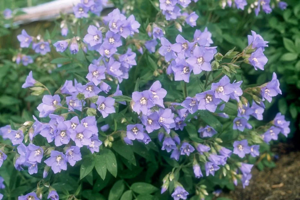 Jacob's Ladder (Polemonium reptans)