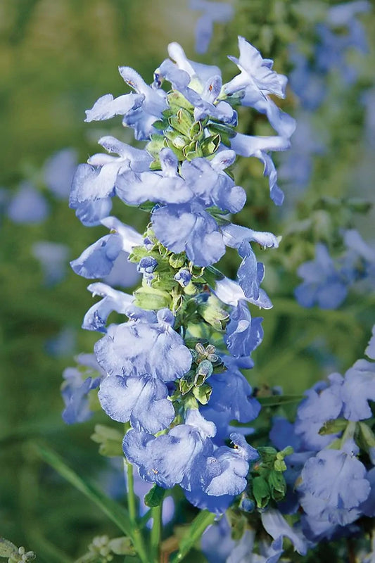 Blue Sage (Salvia azurea)