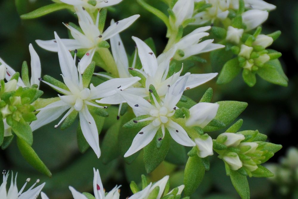 Stonecrop (Sedum ternatum)