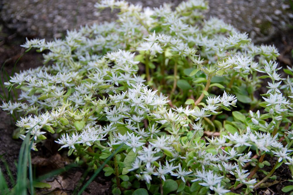 Stonecrop (Sedum ternatum)