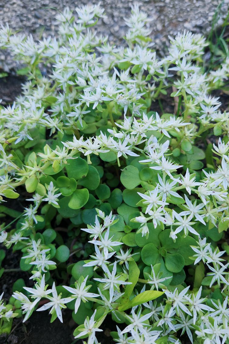 Stonecrop (Sedum ternatum)