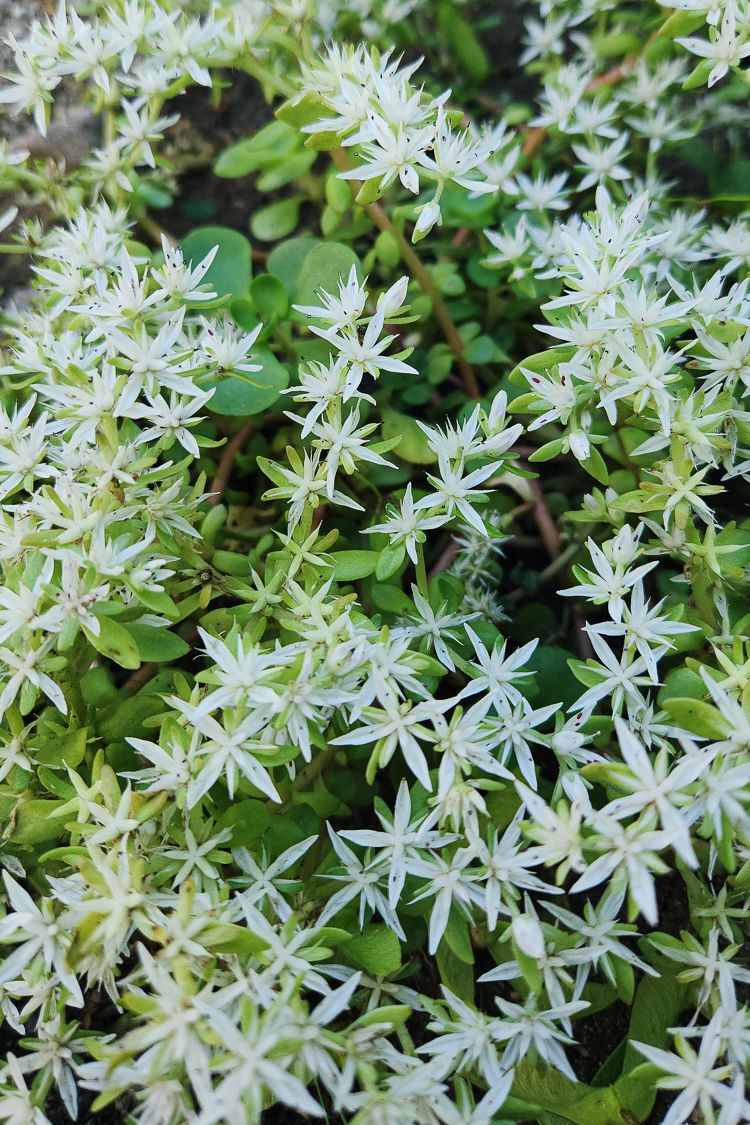 Stonecrop (Sedum ternatum)