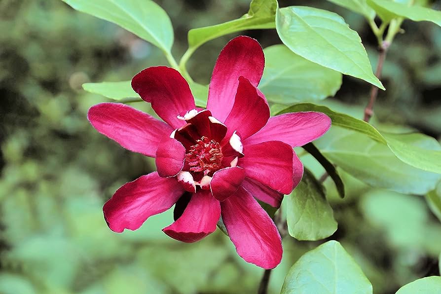 Carolina Allspice (Calycanthus floridus)