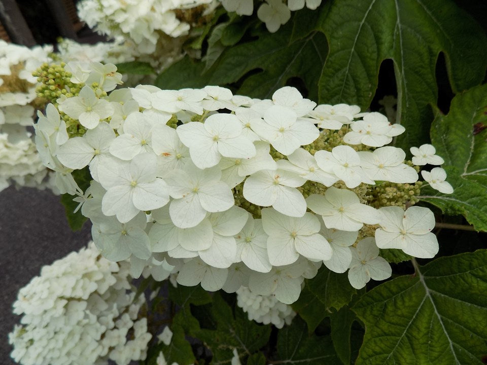 Dwarf Oakleaf Hydrangea (Hydrangea quercifolia 'Pee Wee')