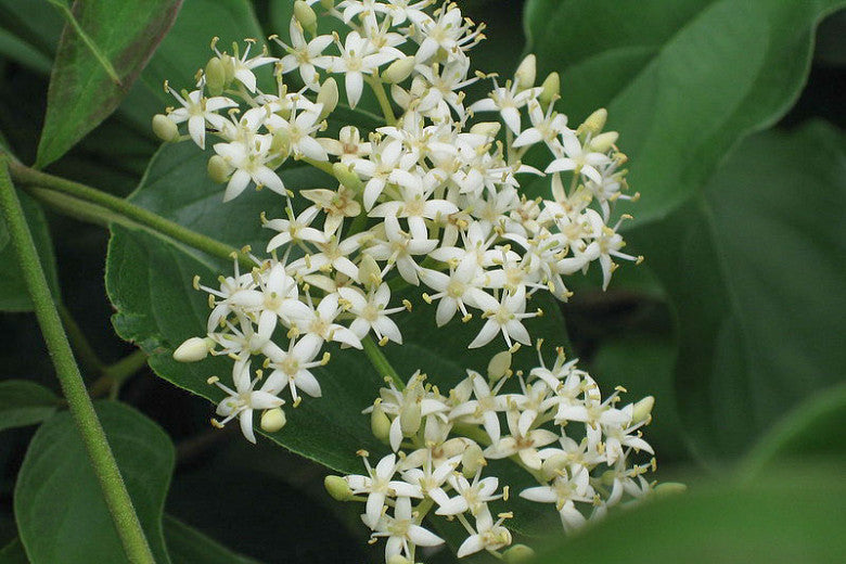 Gray Dogwood (Cornus racemosa)