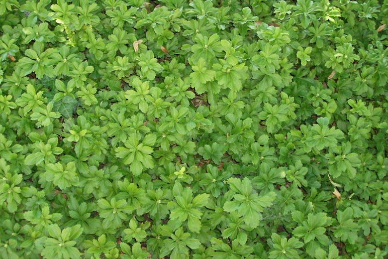 Allegheny Spurge (Pachysandra procumbens)