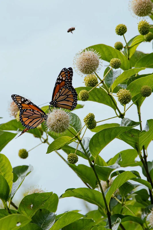 Buttonbush (Cephalanthus occidentalis)